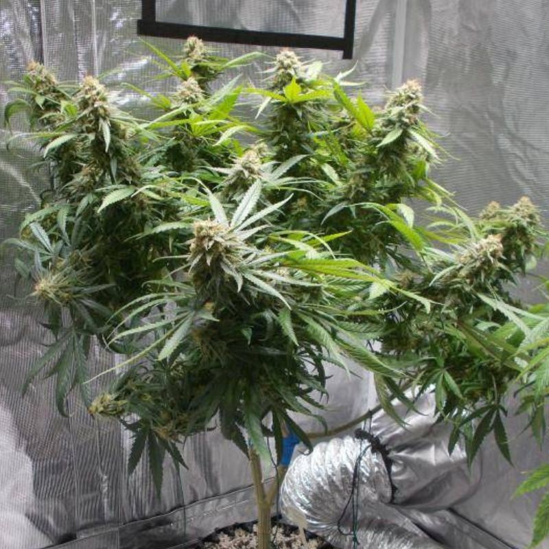 Nasiona marihuany Bestial Skunk - odmiana konopi