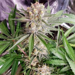 Nasiona marihuany Black Hole - odmiana konopi