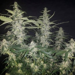 Nasiona marihuany Blue Elite Indica - odmiana konopi