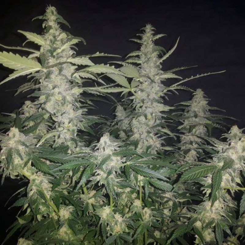 Nasiona marihuany Blue Elite Indica - odmiana konopi