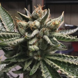 Nasiona marihuany Elite 47 - odmiana konopi