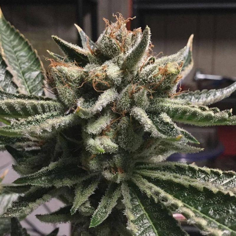 Nasiona marihuany Elite 47 - odmiana konopi