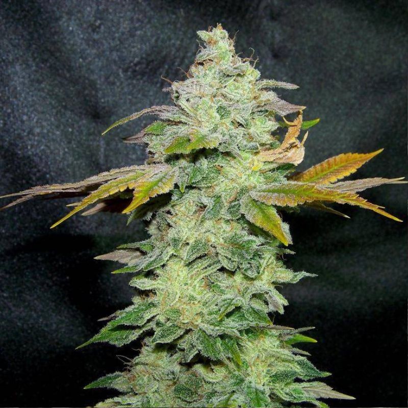 Nasiona marihuany Caprichosa Thai - odmiana konopi