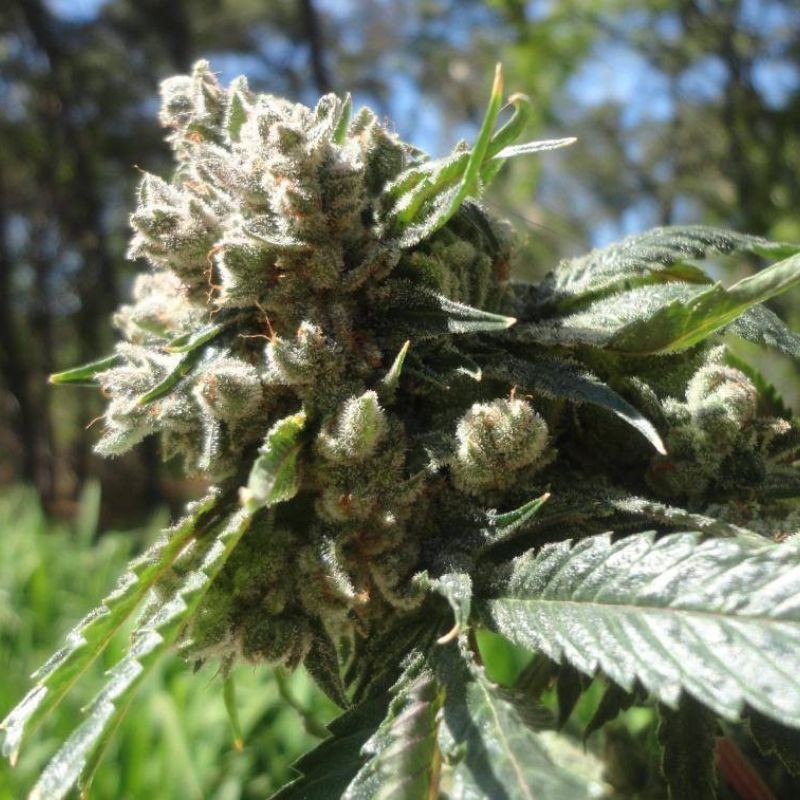 Nasiona marihuany automatyczne Goliat Auto - odmiana konopi