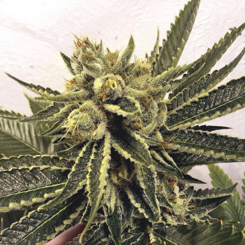 Nasiona marihuany Juanita La Lagrimosa - opis odmiany konopi