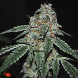 Nasiona marihuany La Katana - opis odmiany konopi