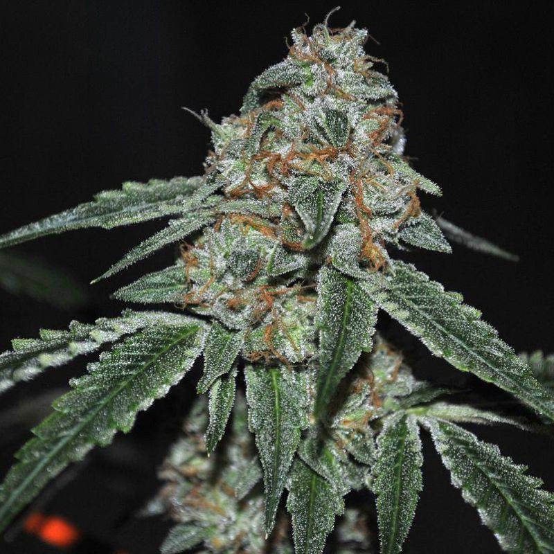 Nasiona marihuany La Katana - opis odmiany konopi