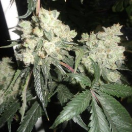 Nasiona marihuany medycznej La Rica Clasica CBD - opis odmiany konopi