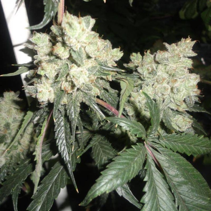 Nasiona marihuany medycznej La Rica Clasica CBD - opis odmiany konopi