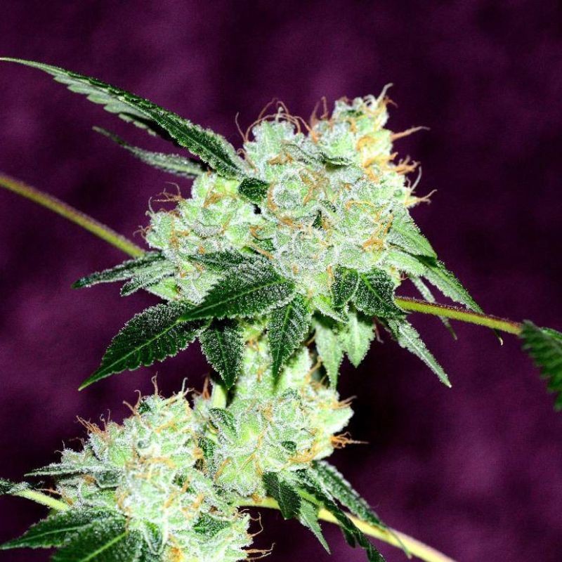 Nasiona medycznej marihuany Llimonet Haze Clasica CBD - opis odmiany konopi