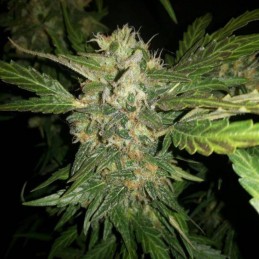 Nasiona marihuany Meganuska - opis odmiany konopi