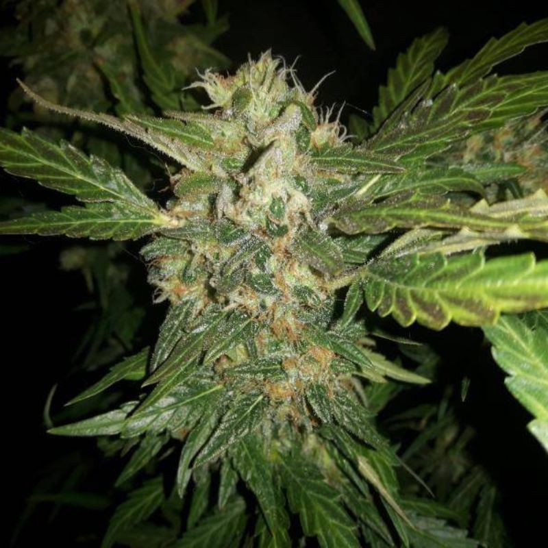 Nasiona marihuany Meganuska - opis odmiany konopi