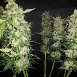 Medyczne nasiona marihuany Jack Ultra CBD - opis odmiany konopi