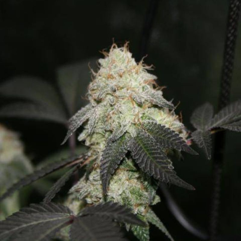 Nasiona marihuany Mota Khan Afghana - opis odmiany konopi