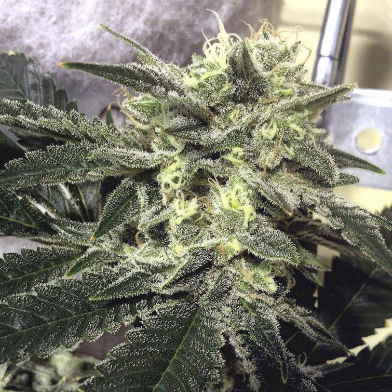 Nasiona marihuany Llimonet Haze Clásica THC - opis odmiany konopi