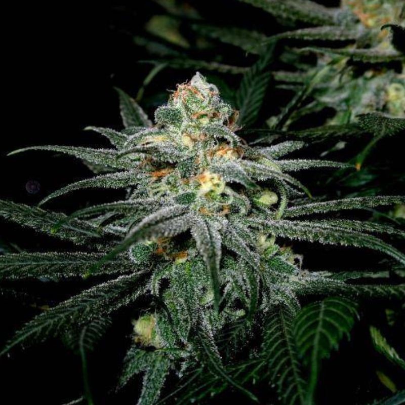 Nasiona marihuany automatyczne La Rica Auto CBD - opis odmiany konopi