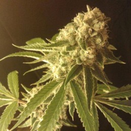 Nasiona marihuany Banana Joint - odmiana konopi