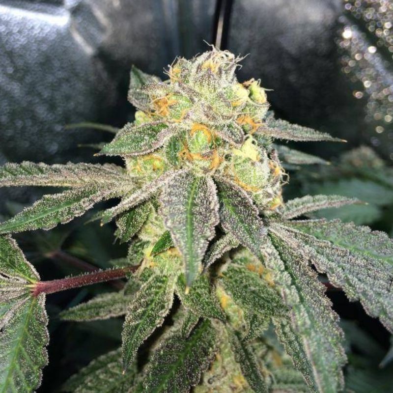 Nasiona marihuany automatyczne Limonet Haze Auto CBD - opis odmiany konopi