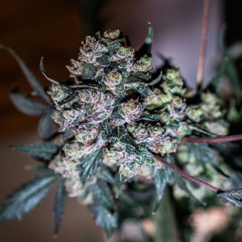 Nasiona medycznej marihuany  solodiol cbd - opis odmiany konopi