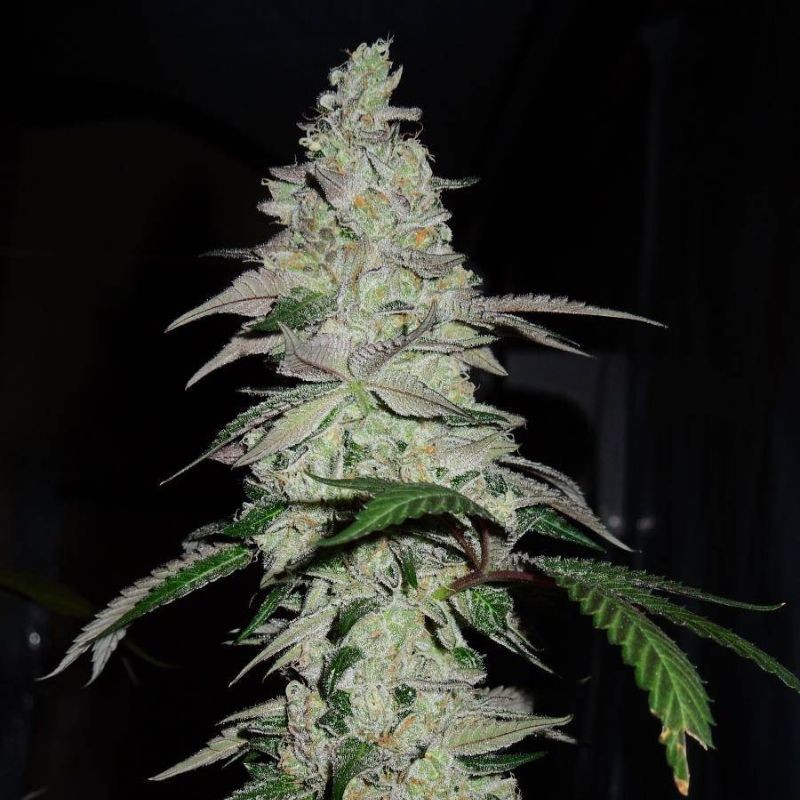 Nasiona marihuany Amnesia Haze Ultra CBD - odmiana konopi