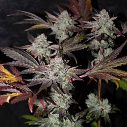 Nasiona marihuany automatyczne Solodiol Auto CBD - opis odmiany konopi
