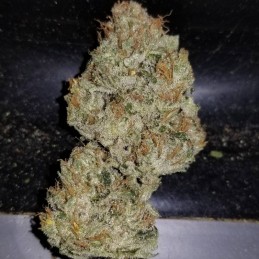 Nasiona marihuany medycznej Limonet Haze Ultra CBD - opis odmiany konopi