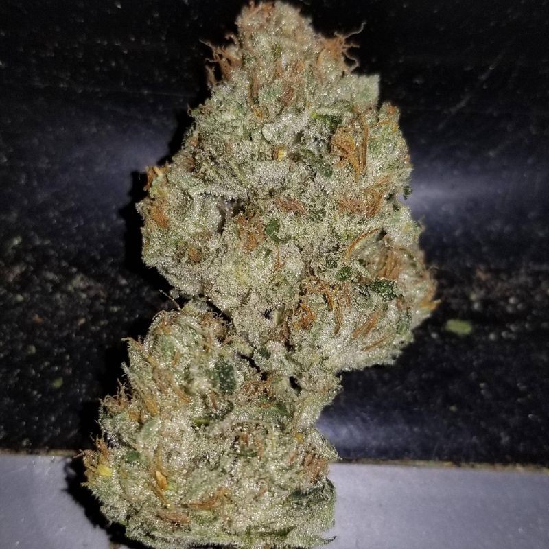 Nasiona marihuany medycznej Limonet Haze Ultra CBD - opis odmiany konopi