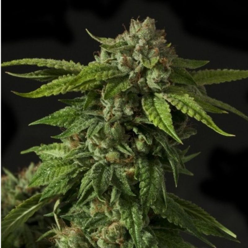 Nasiona medycznej marihuany Raspberry Waffles CBD - opis odmiany konopi