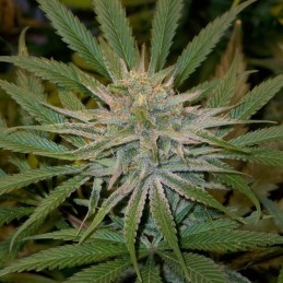 Nasiona marihuany Strawberry Sour Diesel - opis odmiany konopi