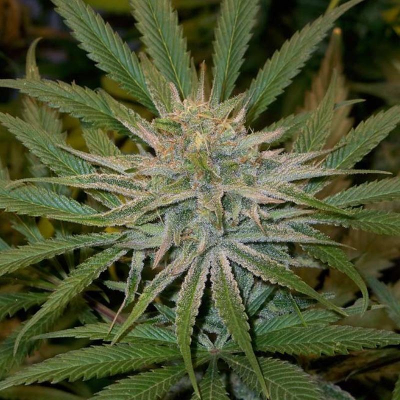 Nasiona marihuany Strawberry Sour Diesel - opis odmiany konopi