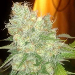Nasiona marihuany automatyczne Auto Reek'n - odmiana konopi