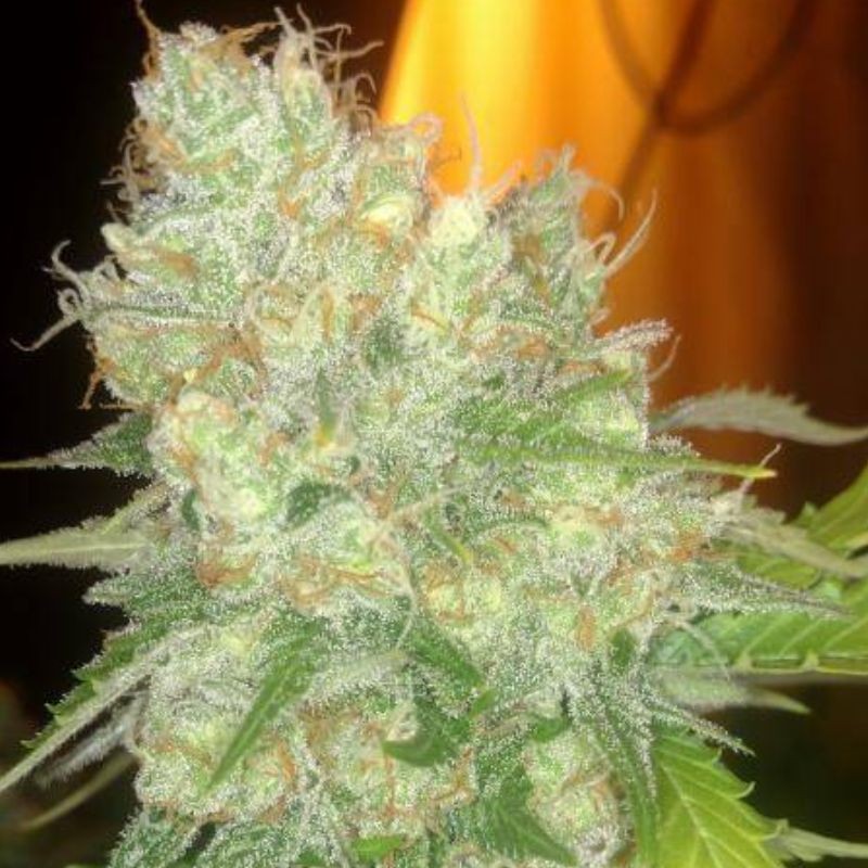 Nasiona marihuany automatyczne Auto Reek'n - odmiana konopi