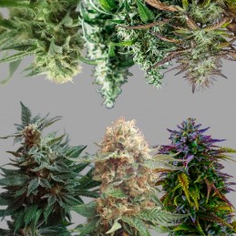 Nasiona marihuany Surprise Killer Mix 8 - opis odmiany konopi
