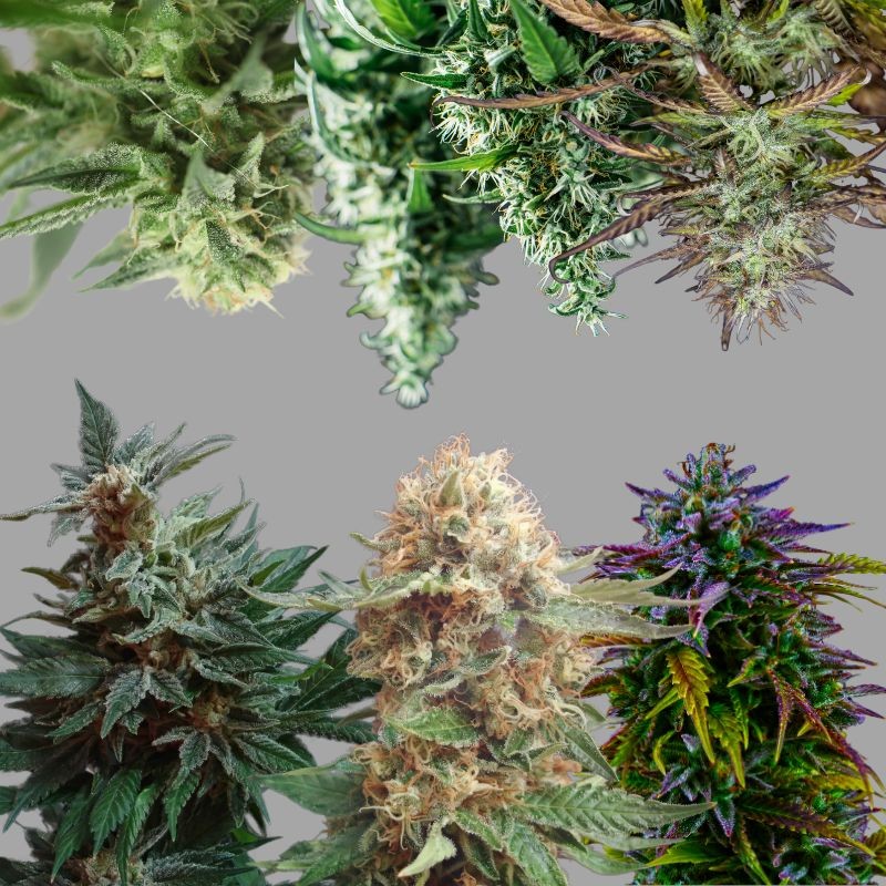 Nasiona marihuany Surprise Killer Mix 8 - opis odmiany konopi