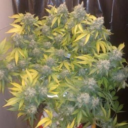 Nasiona marihuany Sour Gummy - opis odmiany konopi