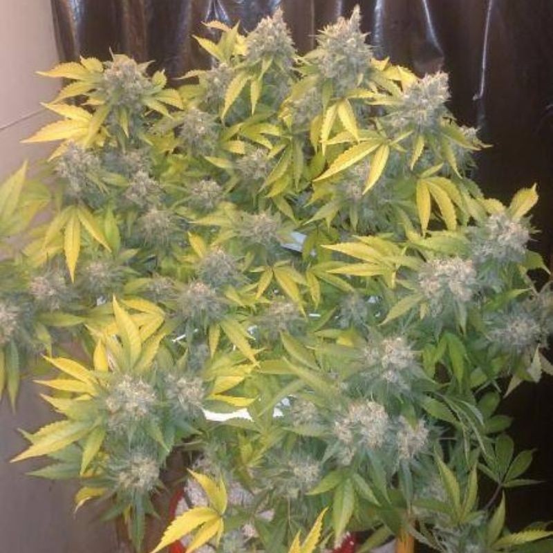 Nasiona marihuany Sour Gummy - opis odmiany konopi