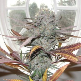 Nasiona marihuany PainKiller - opis odmiany konopi