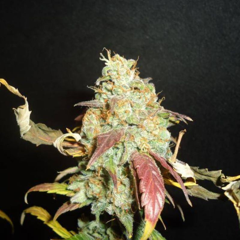 Nasiona marihuany Melon Gum - opis odmiany konopi