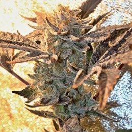 Nasiona marihuany Dark Cookie - odmiana konopi