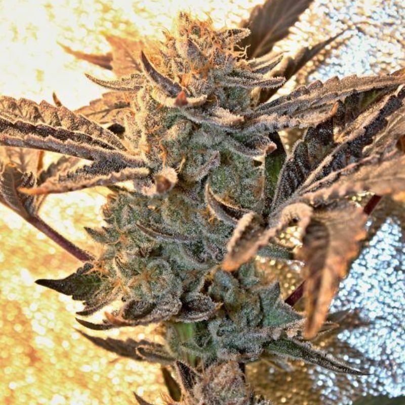 Nasiona marihuany Dark Cookie - odmiana konopi