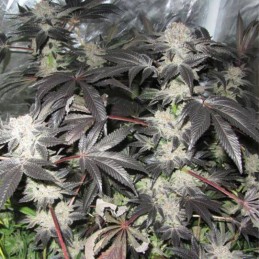 Nasiona marihuany Black Jesus OG - odmiana konopi