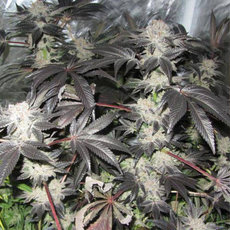 Nasiona marihuany Black Jesus OG - odmiana konopi