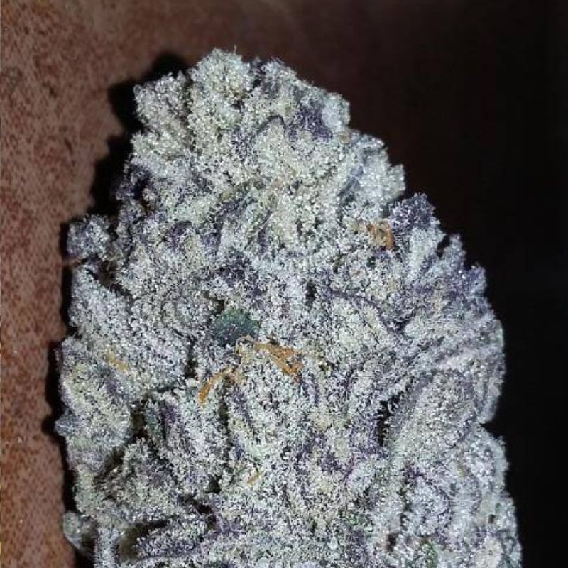 Nasiona marihuany automatyczne Auto Melon Gum - odmiana konopi