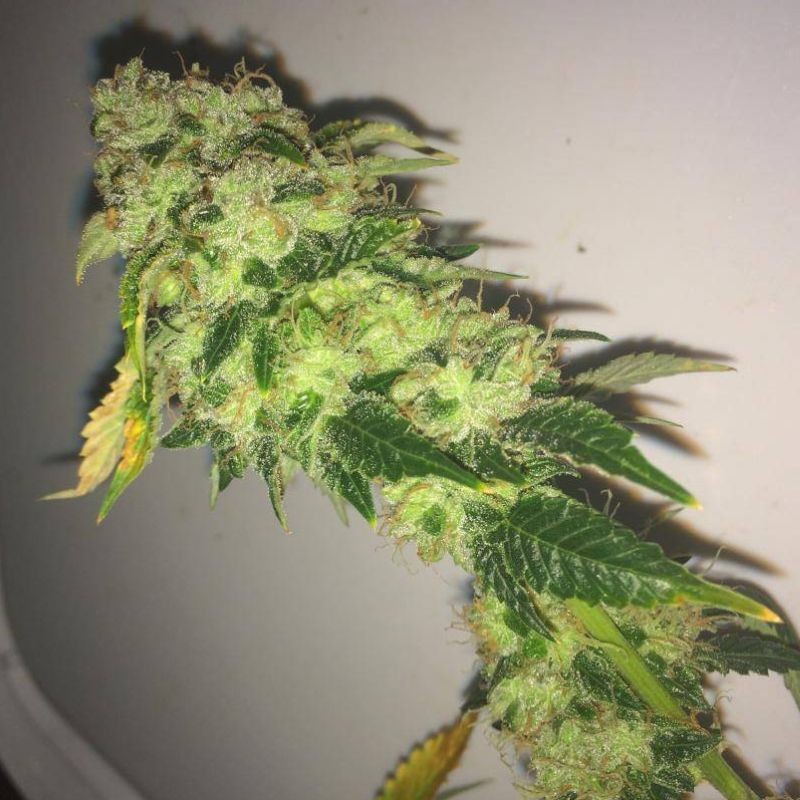 Nasiona marihuany Soul Star - opis odmiany konopi