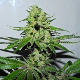 Nasiona marihuany Crystal M.E.T.H. - odmiana konopi