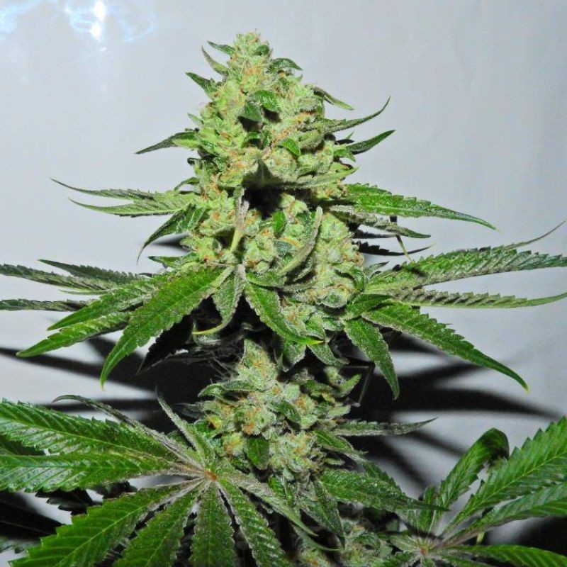 Nasiona marihuany Crystal M.E.T.H. - odmiana konopi