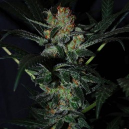 Nasiona marihuany Kong 47 - opis odmiany konopi