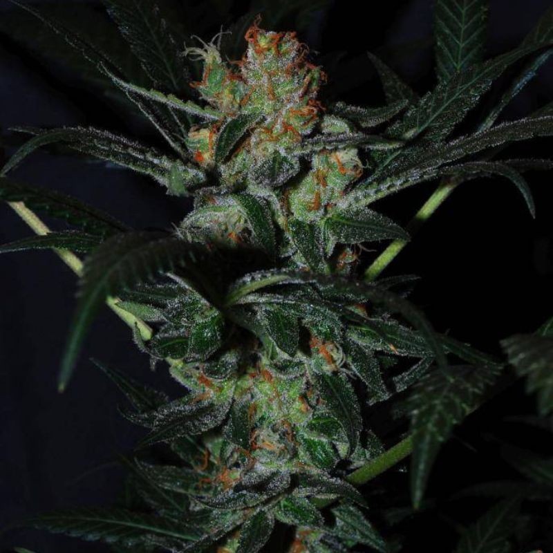 Nasiona marihuany Kong 47 - opis odmiany konopi