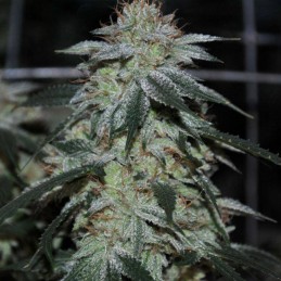 Nasiona marihuany automatyczne Auto King Kong - odmiana konopi