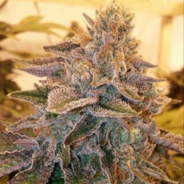 Nasiona marihuany Brooklyn Mango - odmiana konopi